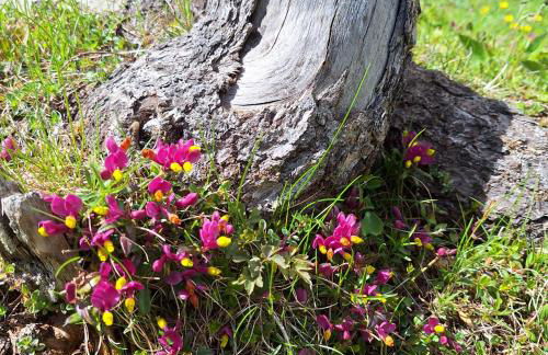 Apartment Romana - Foto 15