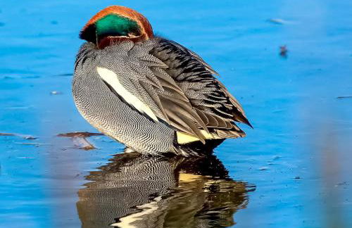 Goose Feather Barn, Wedmore luxury cottage for two - Foto 24