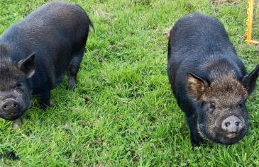 Darracott Farm Cottage - Foto 22