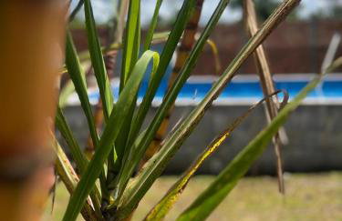Refúgio Familiar Cristão - Piscina, natureza e paz - Foto 70