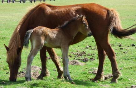 Rockford Cottage 3 Bed Modern New Forest House with Garden - Foto 49