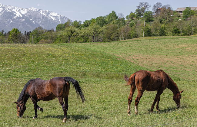 Eco Farm Mikl Pine Tree Apartment - Foto 10