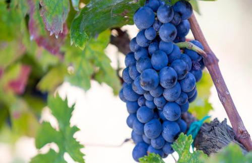 Agriturismo Il Sapore Della Luna - Foto 99