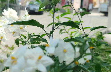 Camelia Vico Equense - Foto 18