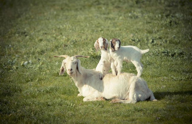 Sanctuary Park Cottages - Photo 47