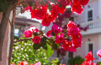 Margarita Resort - Foto 54