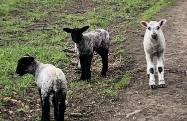 Cotswold Thatched Cottage - Photo 54