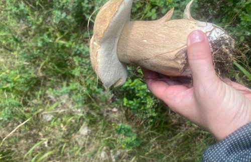 Pension mit Moselblick - Foto 43