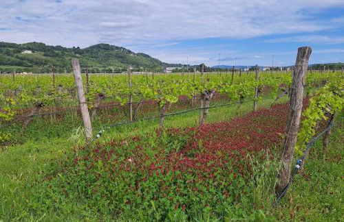 AGRITURISMO Casa Riz - Foto 46