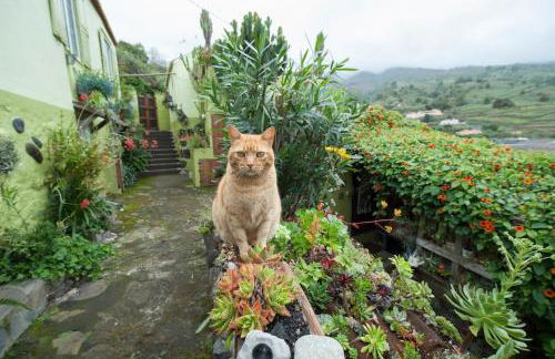 Casa Maracuya, La Palma - Foto 12