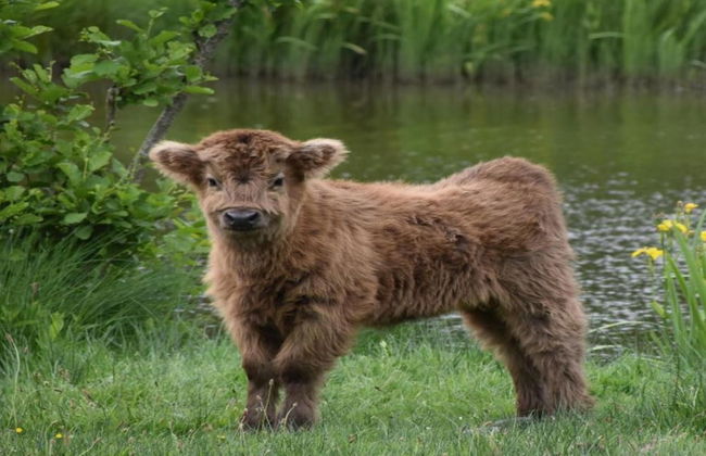 Holiday Home in Haaksbergen by Lake - Photo 33