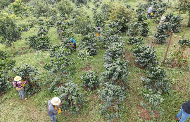 PIDA COFFEE FARM LODGE - Photo 69