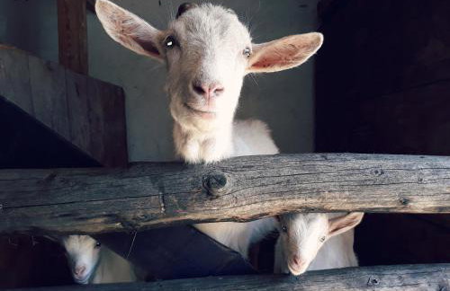 Stara Szkoła - Foto 27