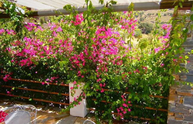 Elea Koundouros - Foto 18