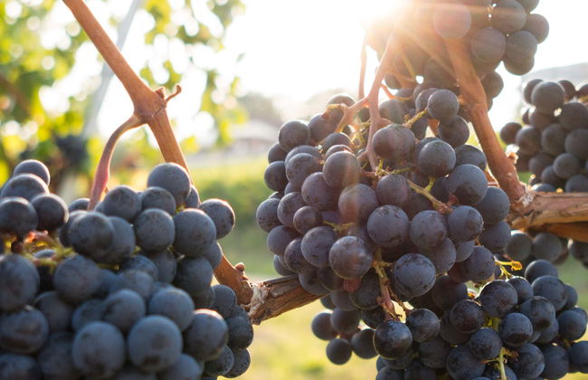 Visita di mezza giornata di un'azienda vinicola - Foto 1