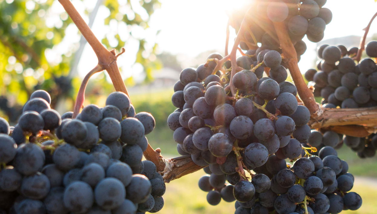 Half Day Visit to a Wine Estate - Foto 1