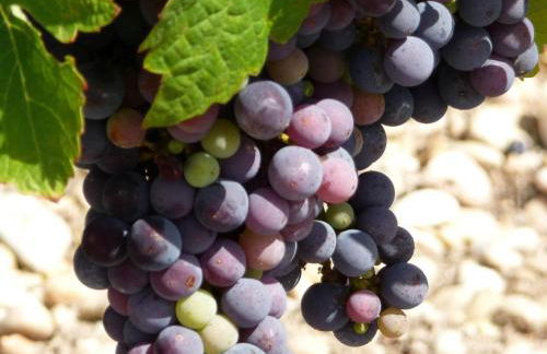 House in Margaux with Saltwater Pool & Vineyards - Foto 47