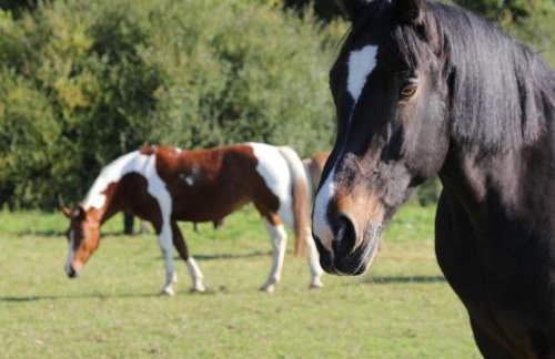 Ökonomiehof - Foto 48