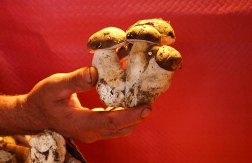 Casa Rural Las Jañonas CC-CR-00219 - Foto 19