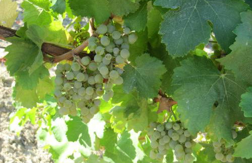 Podere Riosto Cantina&Agriturismo - Foto 41