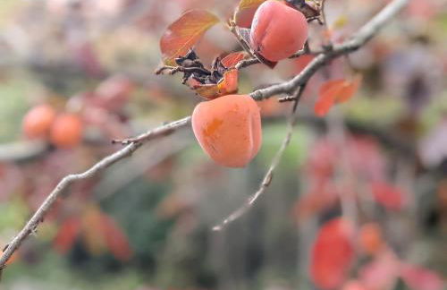 Linda House Corfu - Foto 29