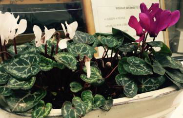 QUILLET COTTAGE, 2 GLENTOWAN ROAD - Foto 16