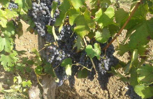 Agriturismo Il Rifugio - Foto 16