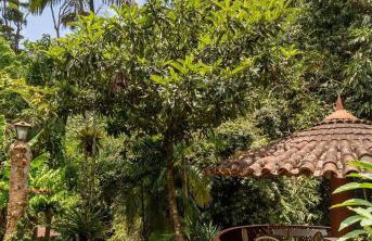 CurtaTere piscina lareira pet friendly jardim - Foto 60