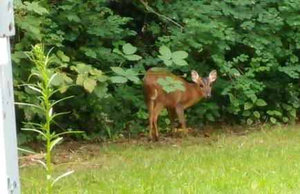 Countryside Tiny House - Photo 28