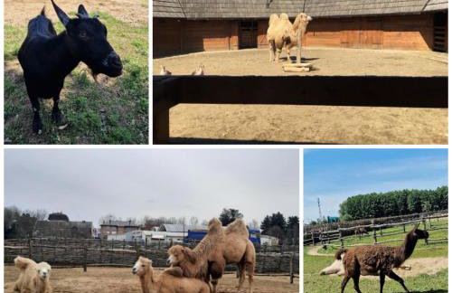 Apartman Batuda,moderno opremljen apartman u centru Đurđevca, u cijeni WELLNESS, sauna, bazen u obližnjem hotelu, mini zoo, 5G internet, R1 račun - Foto 26