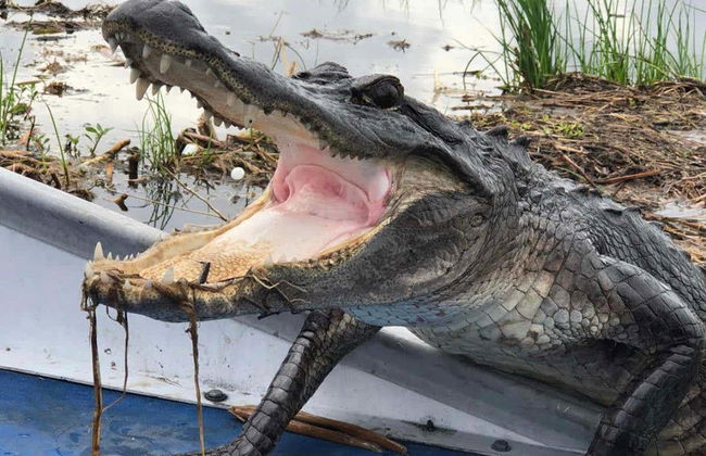 Paseo en aerodeslizador por la Reserva de Barataria - Foto 3