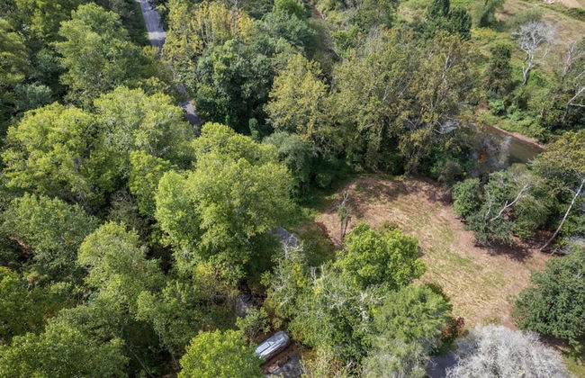 Silver Fern in Pisgah Forest - Foto 41