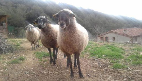 Can Parròquia - Foto 4