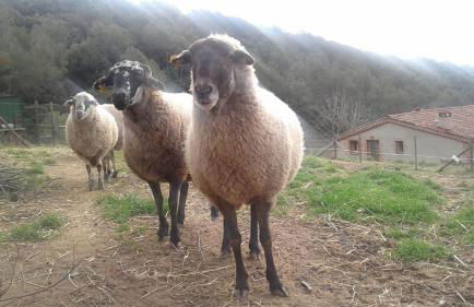 Can Parròquia - Foto 4