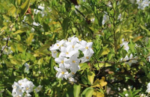 Miguas House - Foto 26