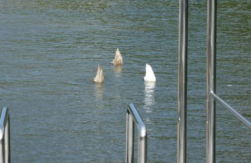 Hausboot Moselrose in Pölich - Foto 27