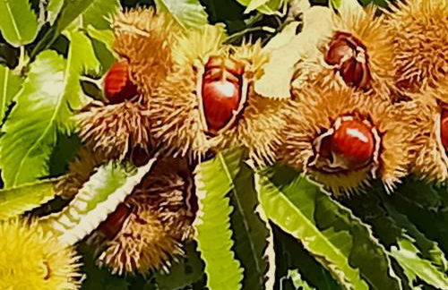 FeWo Passo-Palade - Foto 65