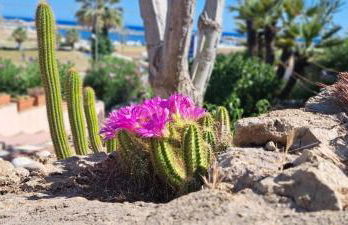 Passione Mare - Foto 32