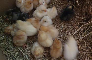 Double Decker Bus on an Alpaca Farm Sleeps 8 - Foto 34