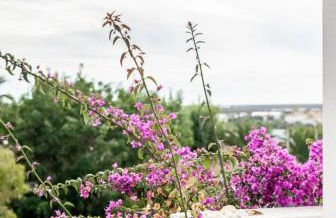 Grupo Morgado - Quinta do Morgado - Morgado Garden - Foto 40