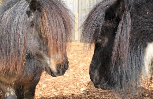 Charming and luxury retreats on our farm - Foto 65