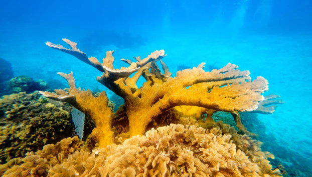 Fauna Coralina Snorkelling Activity - Foto 5