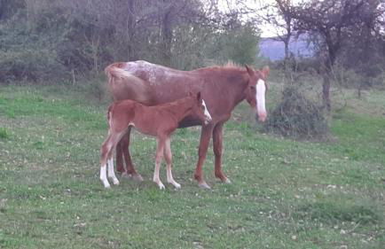 Agriturismo Antica Corte - Foto 11