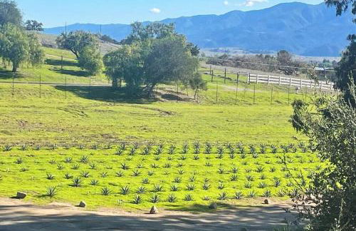 Hilltop Vineyard and Agave Field with View - Photo 10