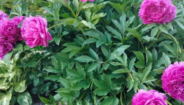 Całoroczny dom GRODZIANKA - Foto 2