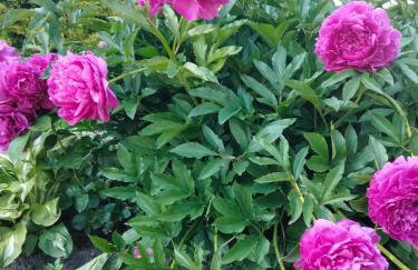 Całoroczny dom GRODZIANKA - Foto 2