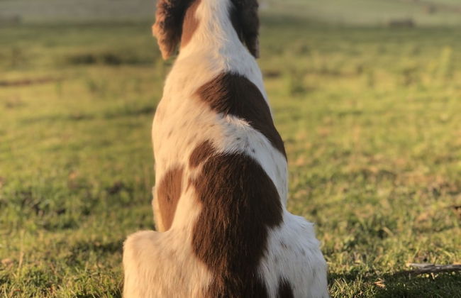 Queen Bower Farm Lodge - Foto 19