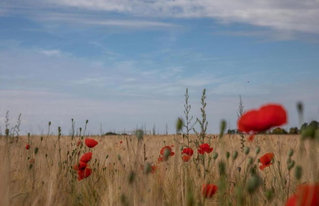Idyllic Lakeside Cottage - Foto 31