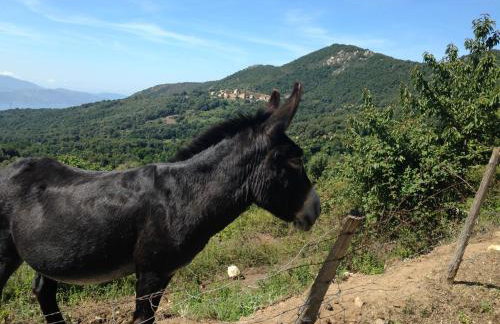 Panoramic Seaview studio Tiuccia - Foto 1