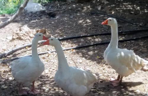 Sun Day Villa - Foto 52